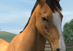 لعبة قفز الحواجز وتدريب الخيل My Horse